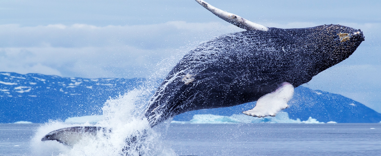 Whale breaching the water in the tundra